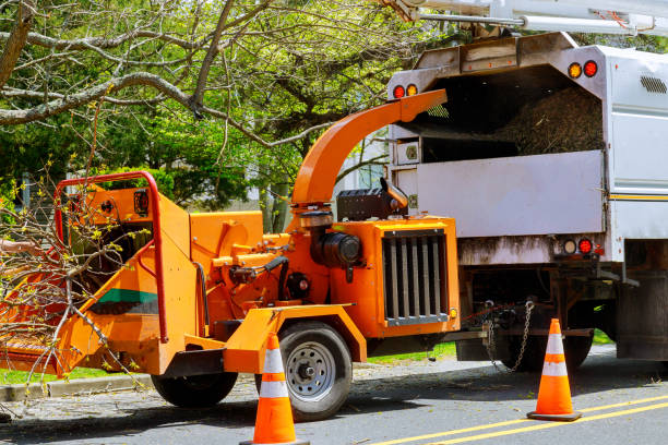 Residential Tree Removal